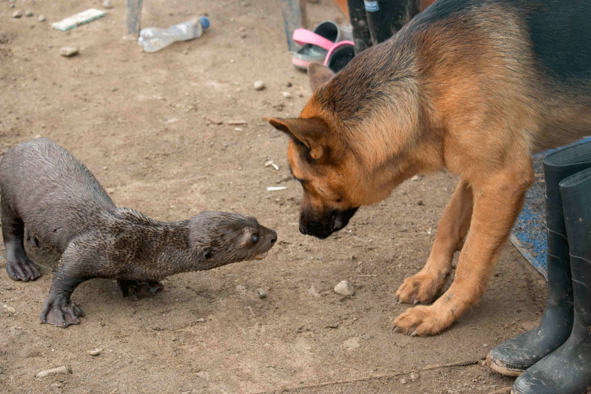 Pet otter and dog belonging to Martín Corena, commander of the Farc's Southern Bloc