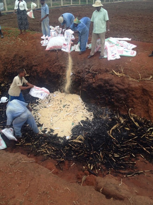 Researchers pour bags of GMO maize into the firepit