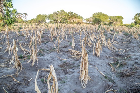 The desiccated remains of a maize crop in Tanzania grown without the drought-resistance gene